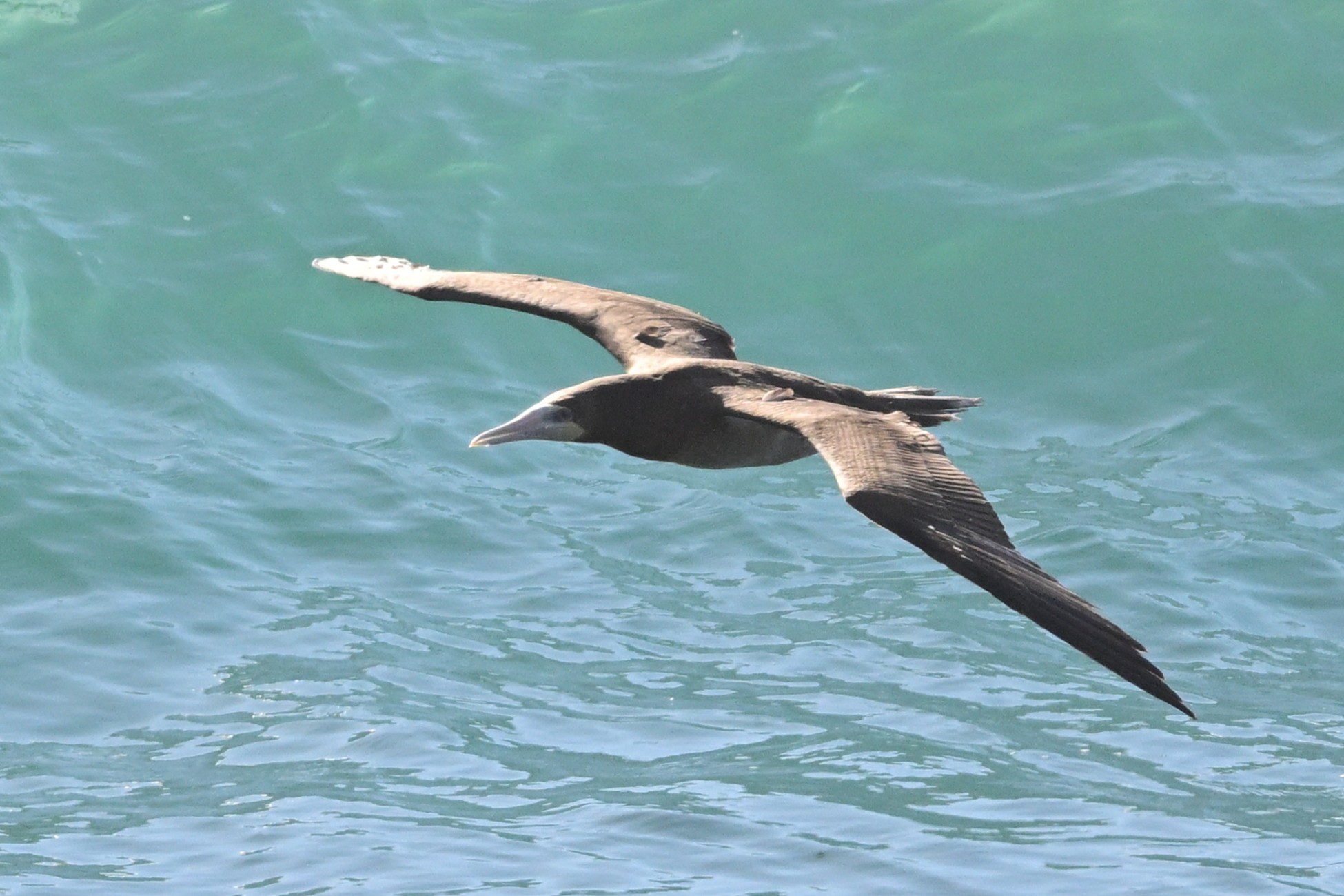 カツオドリその2: 平塚じん