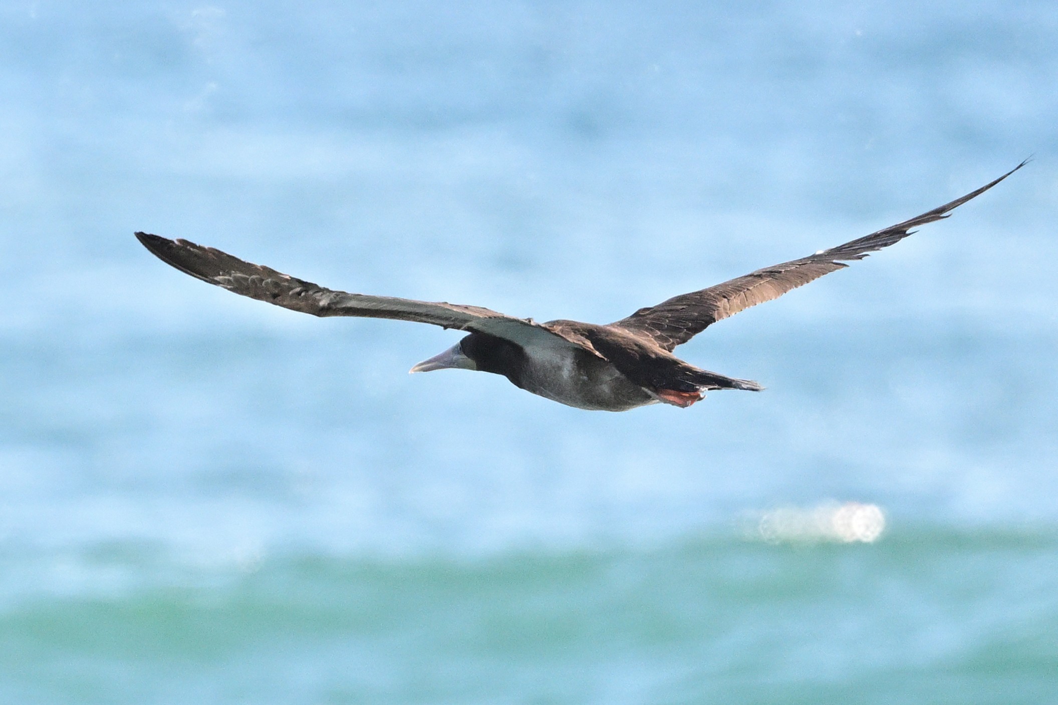 カツオドリその2: 平塚じん
