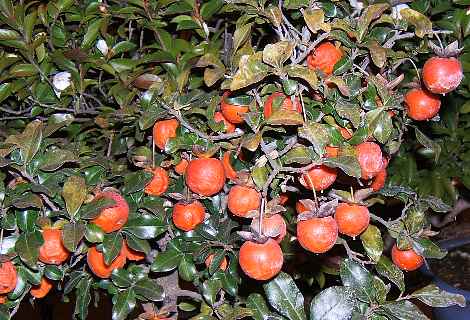 老爺柿と常盤柿