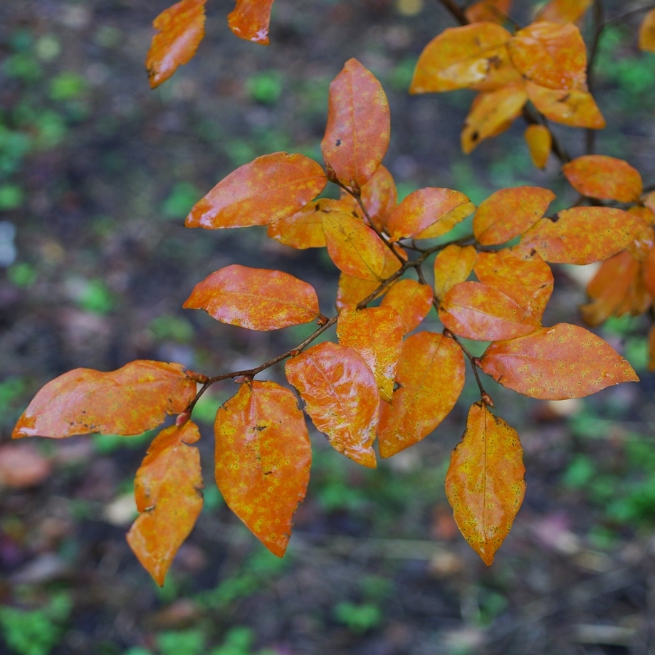 森の樹木図鑑 ヤマコウバシ ｜きこりんの森