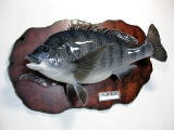 チヌ剥製作品集