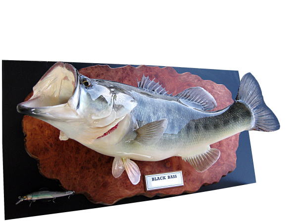 ブラックバス剥製作品集 No.11
