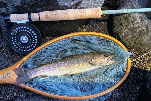 Campanella ルナーフレックス #3 7.3 C4733LF Campanella ルナー