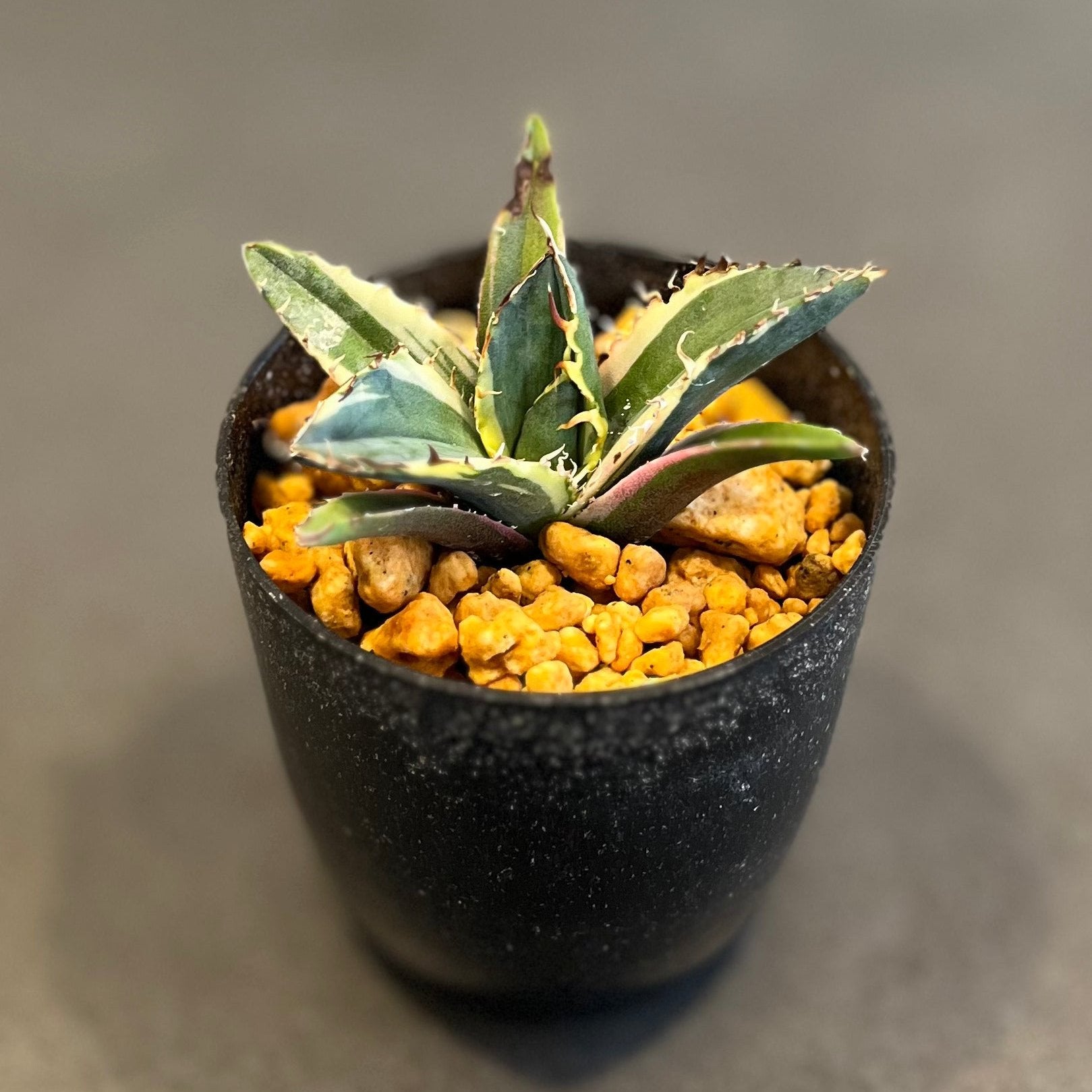 アガベ チタノタ 白鯨錦 覆輪斑 Agave Titanota 発根済み 鉢付き