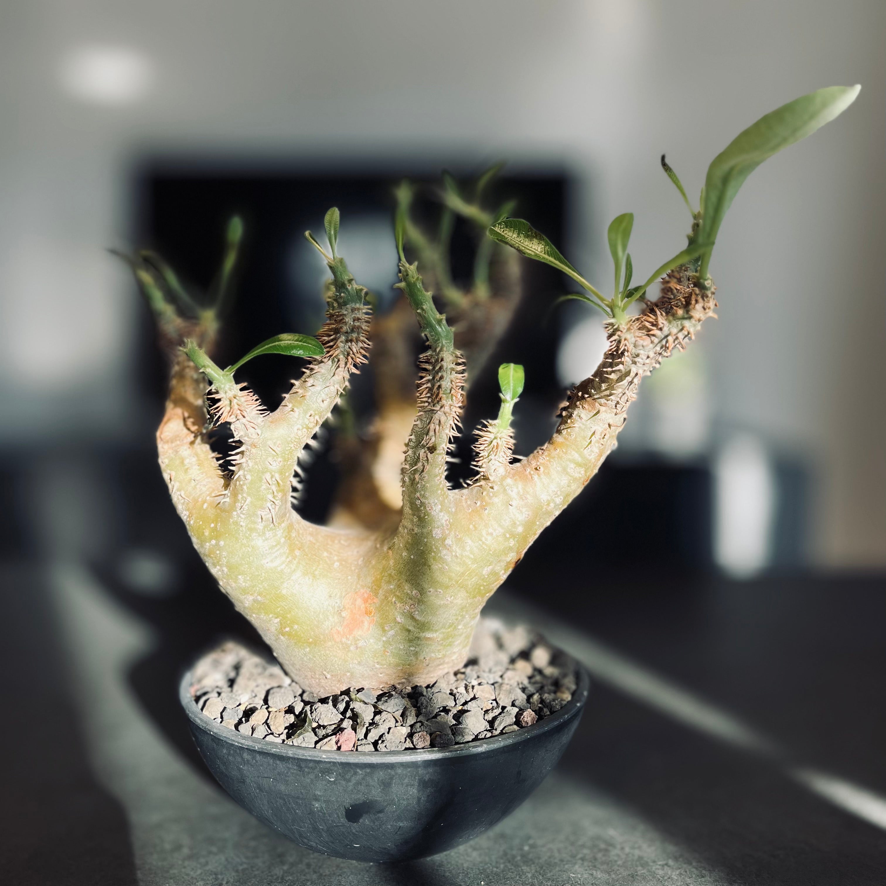 パキポディウム デンシフローラム 現地球 マダガスカル産 大株 国内5年