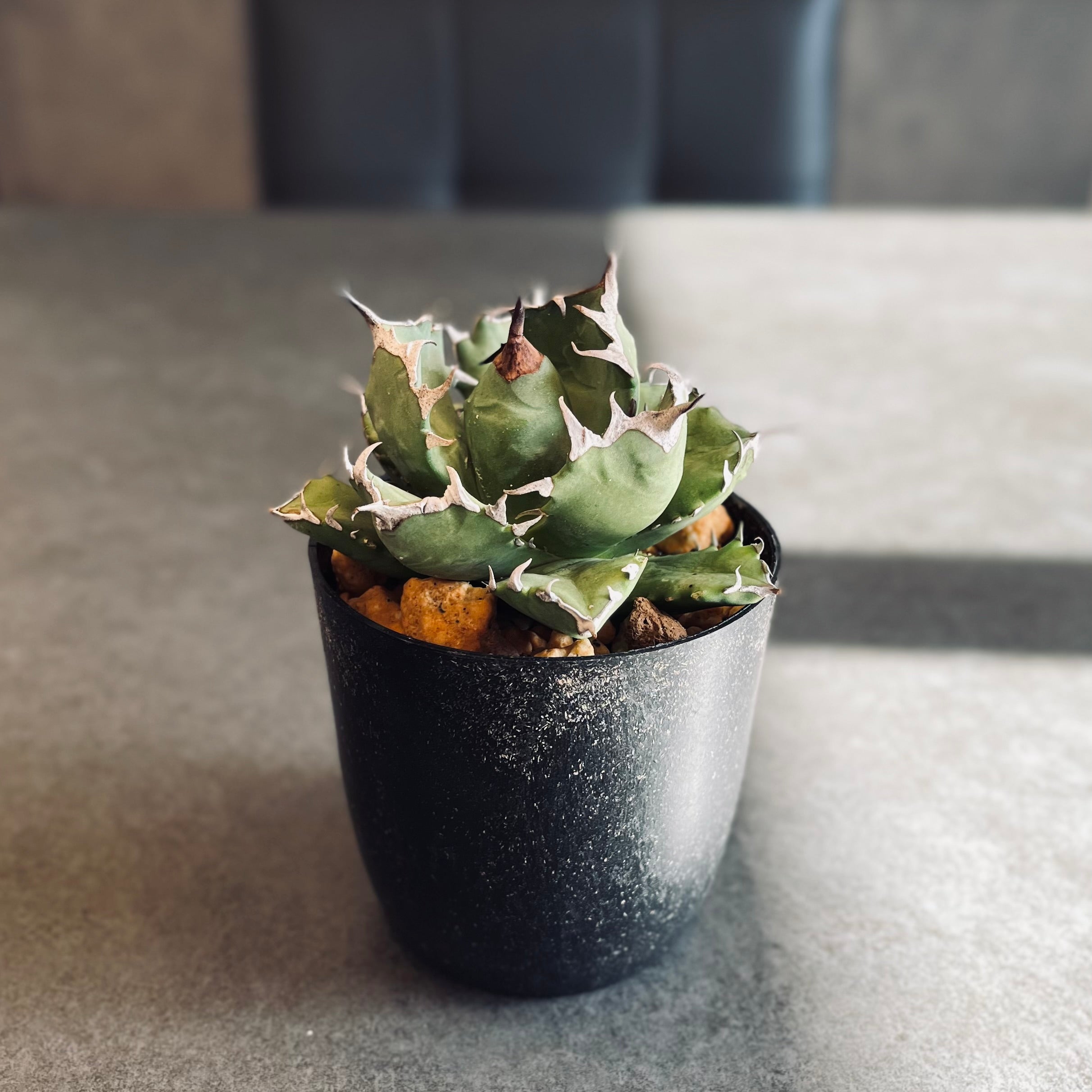 アガベ チタノタ 姫巌竜 肉厚 良型 Agave Titanota 'Dwarf' ベアルート