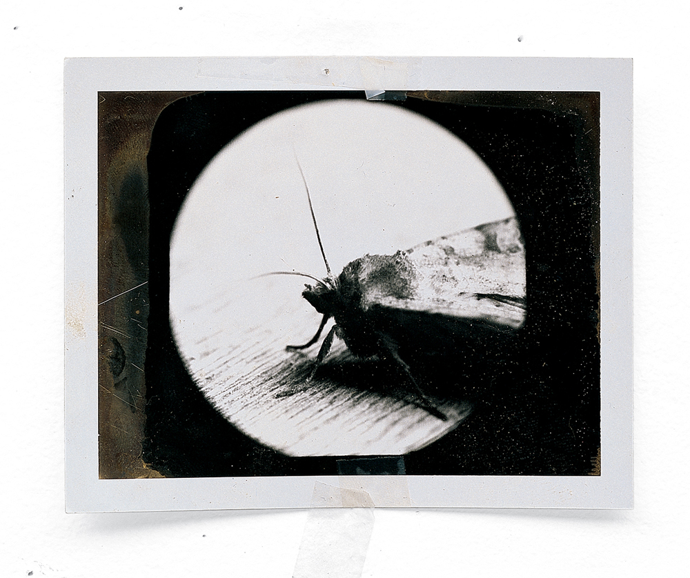 Art + Science: INSECTA: Mike & Doug Starn - LENSCRATCH