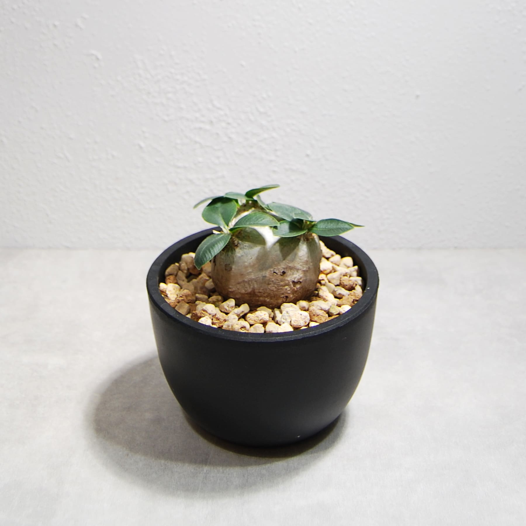 パキポディウム・ブレビカウレ（恵比寿笑い）OS18 – linkplants