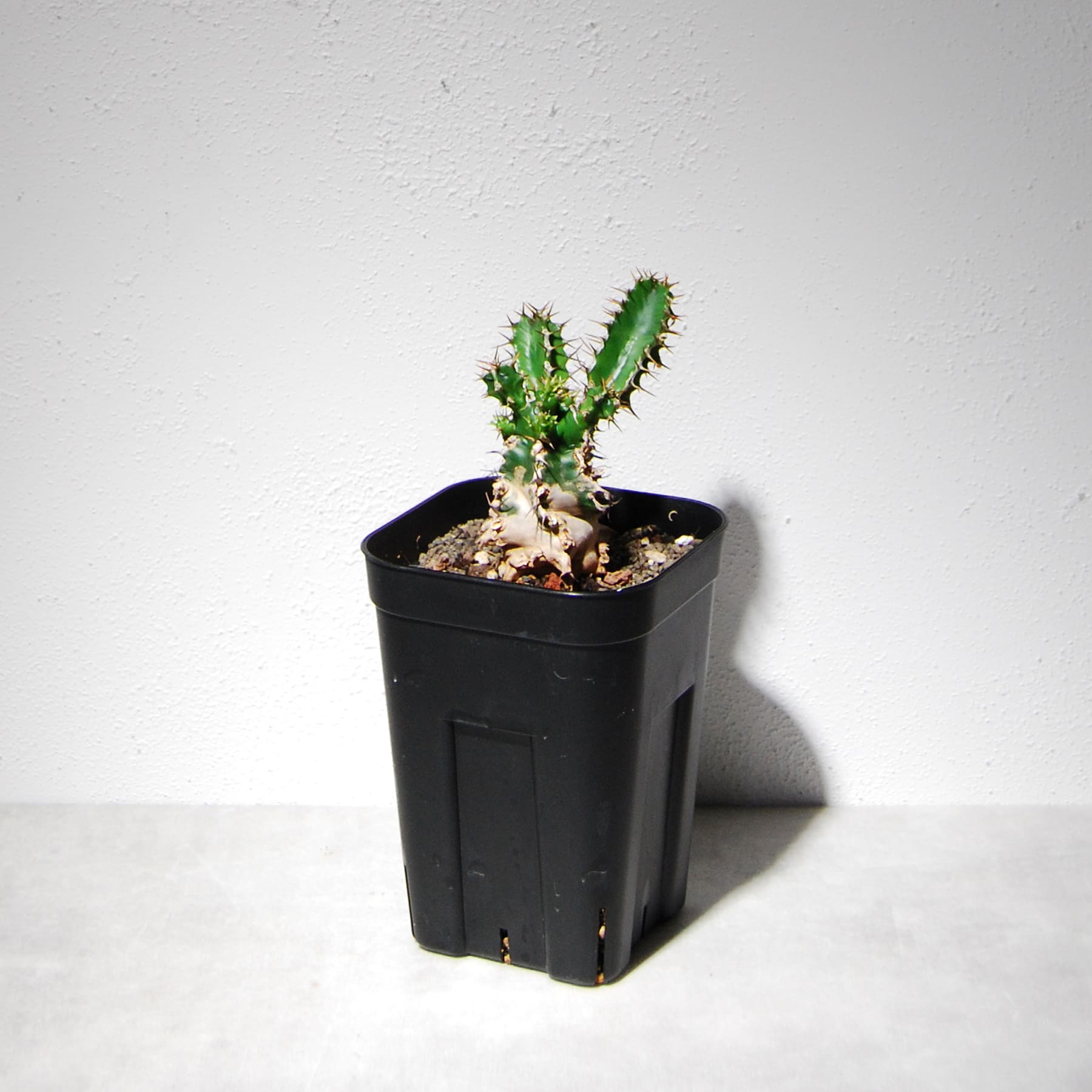 ユーフォルビア ムランジーナ（実生株）103 – linkplants -リンクプランツ-