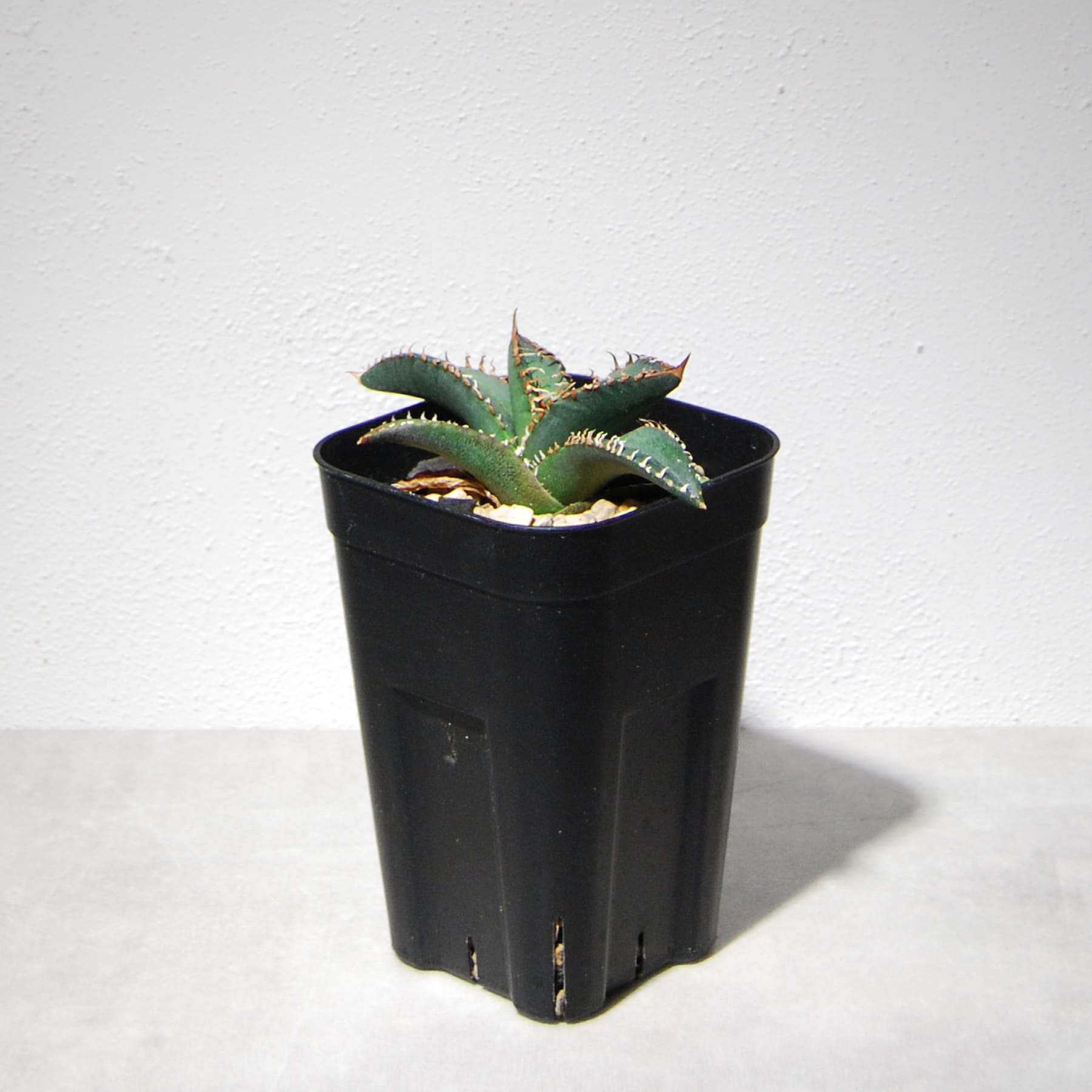 アガベ チタノタ 悪魔（スーパーチタノタ）205 – linkplants -リンク