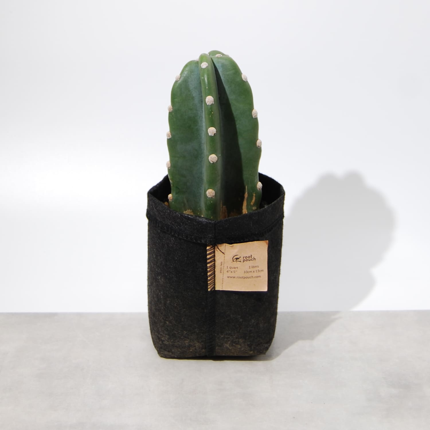 柱サボテン – linkplants -リンクプランツ-