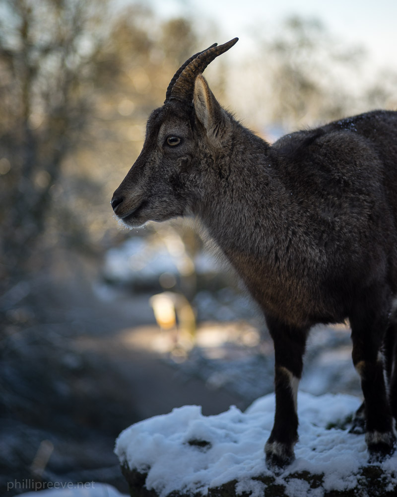 お値引OK ☆アダプター付Carl Zeiss Sonnar 90/2.8作例有 Carl Zeiss