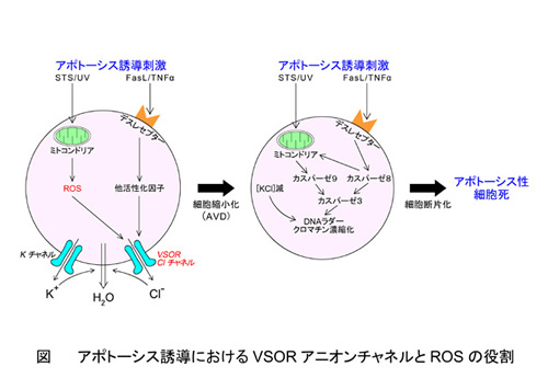 019.アポトーシス誘導に関与するアニオンチャネルとその活性化シグナル
