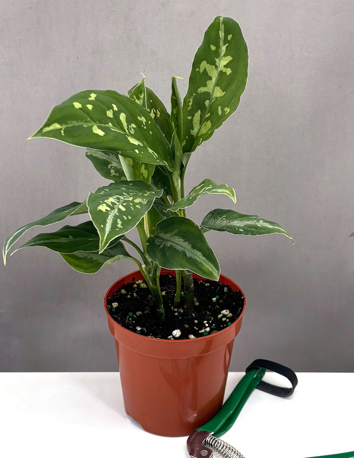 Aglaonema Pictum Bicolor | Houseplant | Always Affordable at Plant