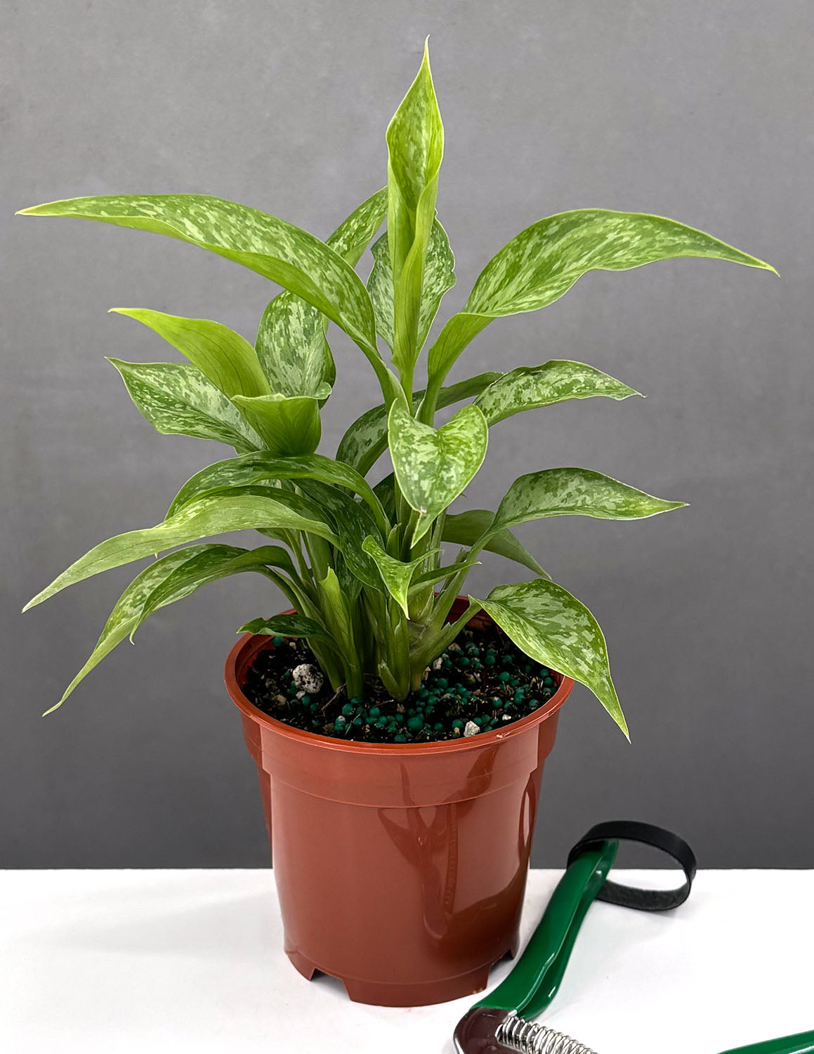 Aglaonema Pictum Peacock | Houseplant | Always Affordable at Plant