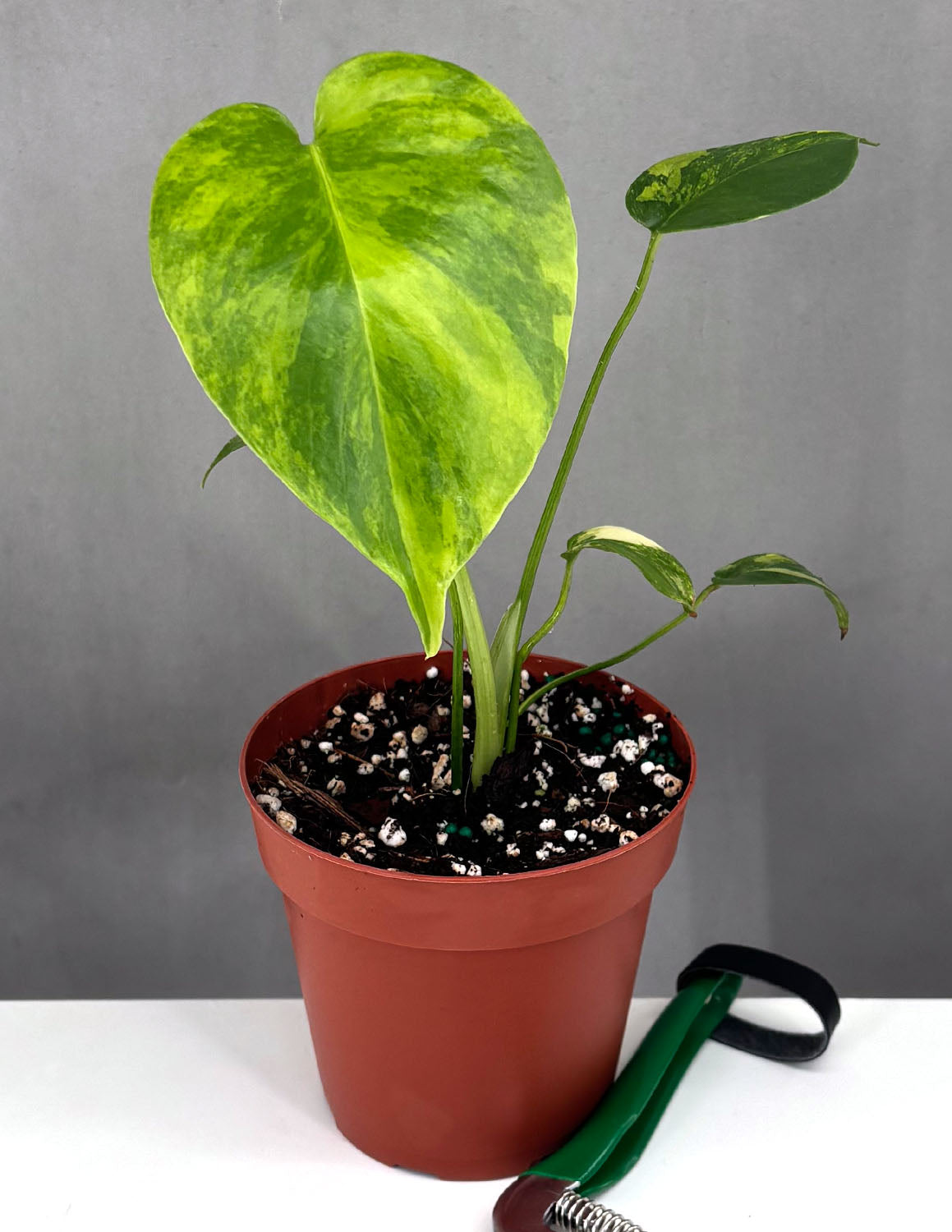 Monstera Yellow Marilyn | Always Affordable at Plant Proper