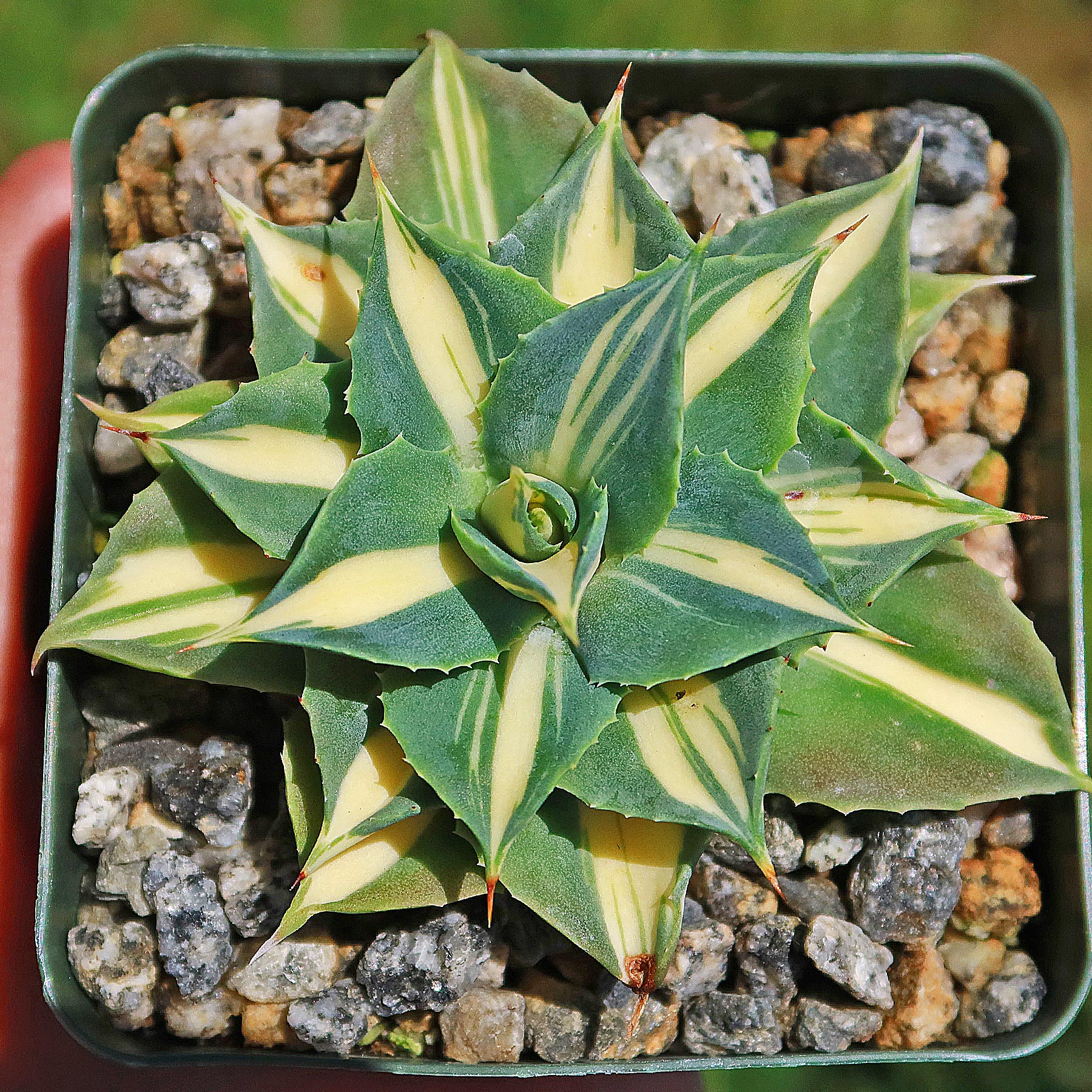 Yellow Variegated Dwarf Butterfly Agave - Shop Online at Planet Desert
