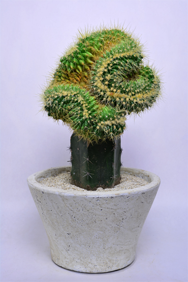 エキノカクタス 金鯱綴化 | 叢 – くさむら – Qusamura