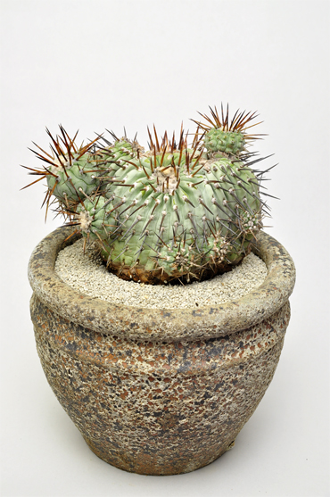 黒王丸モンストローサ | 叢 – くさむら – Qusamura