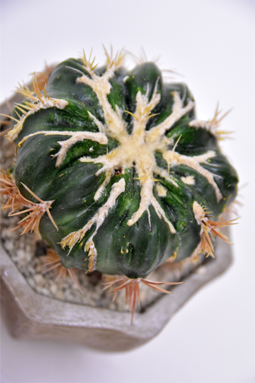 綾波モンストローサ | 叢 – くさむら – Qusamura