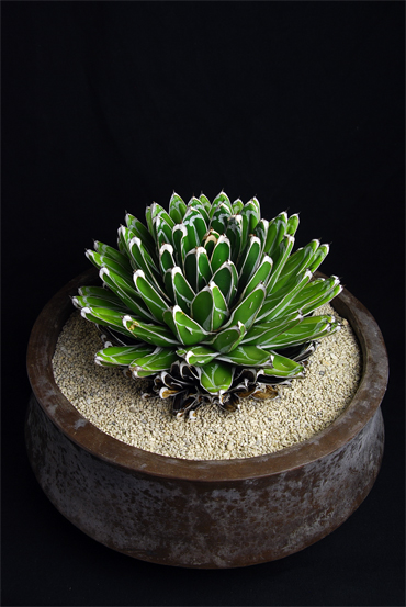 アガベ 笹の雪 ダルマタイプ | 叢 – くさむら – Qusamura