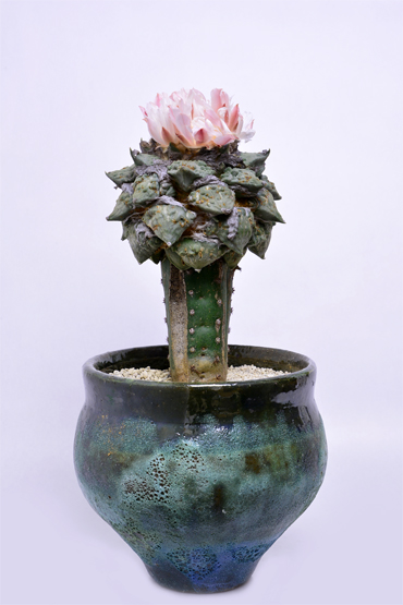 アリオカルプス 怒濤花牡丹 | 叢 – くさむら – Qusamura