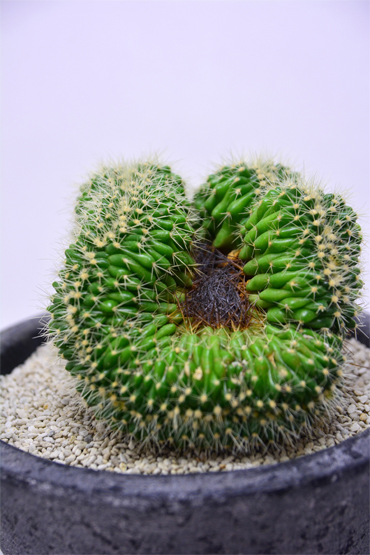 エキノカクタス 金鯱綴化 | 叢 – くさむら – Qusamura