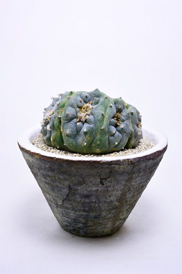 ロホホラ 烏羽玉綴化 | 叢 – くさむら – Qusamura