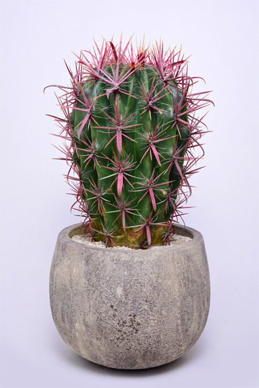 フェロカクタス 神仙玉 | 叢 – くさむら – Qusamura