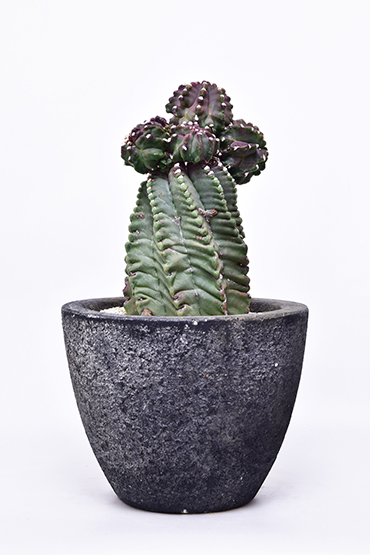 アストロフィツム 奇巌大鳳玉 | 叢 – くさむら – Qusamura