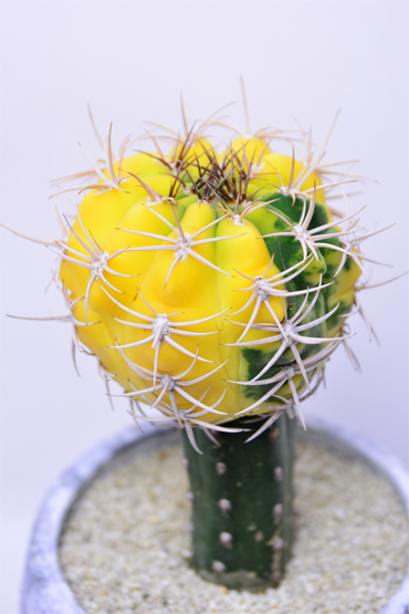 ギムノカリキウム フェロシオール錦 | 叢 – くさむら – Qusamura