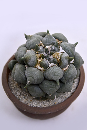 アリオカルプス 変わり疣青磁牡丹 | 叢 – くさむら – Qusamura