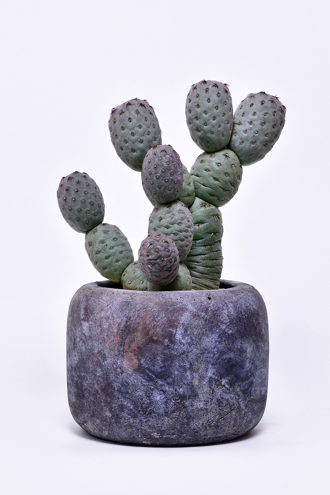 テフロカクタス ゲオメトリクス | 叢 – くさむら – Qusamura