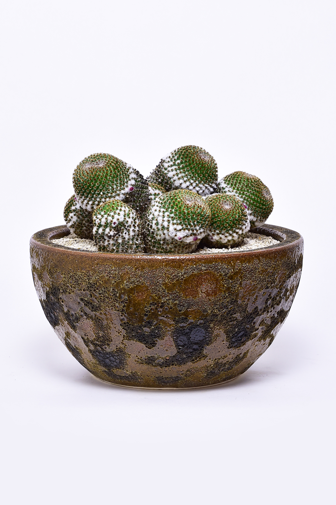 マミラリア クルシゲラ | 叢 – くさむら – Qusamura