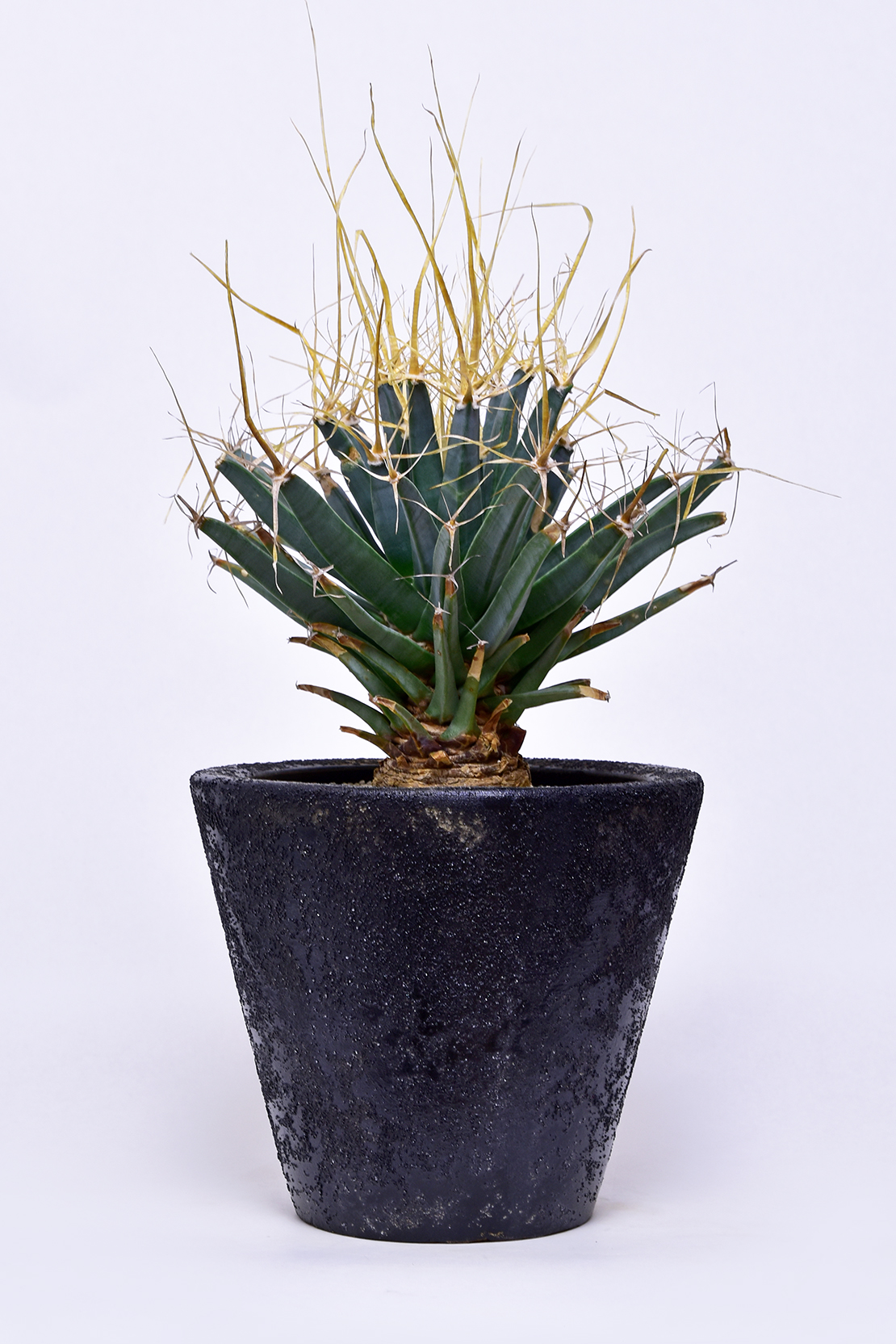 レウクテンベルギア 晃山 | 叢 – くさむら – Qusamura