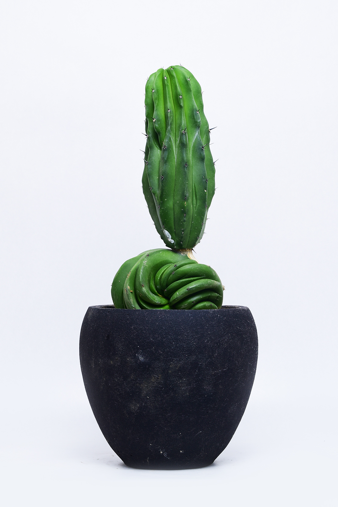 ミルチロカクタス 仙人閣綴化 | 叢 – くさむら – Qusamura