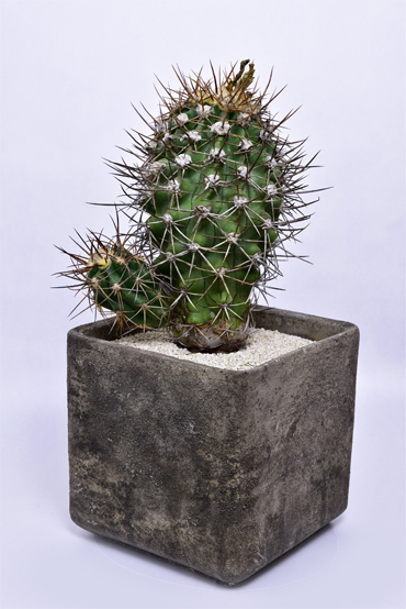 コピアポア 竜爪玉 | 叢 – くさむら – Qusamura