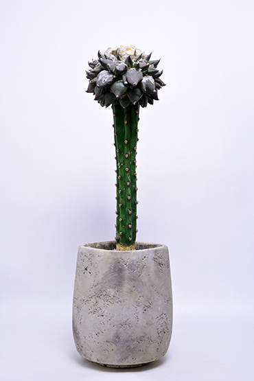 アリオカルプス 三つ疣花牡丹 | 叢 – くさむら – Qusamura