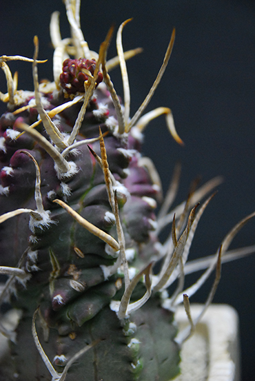 奇巌大鳳玉 | 叢 – くさむら – Qusamura