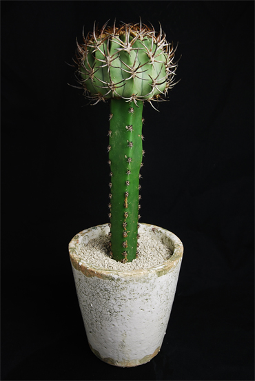 五百津玉 | 叢 – くさむら – Qusamura