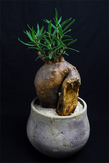 パキポディウム ビスピノーサム | 叢 – くさむら – Qusamura