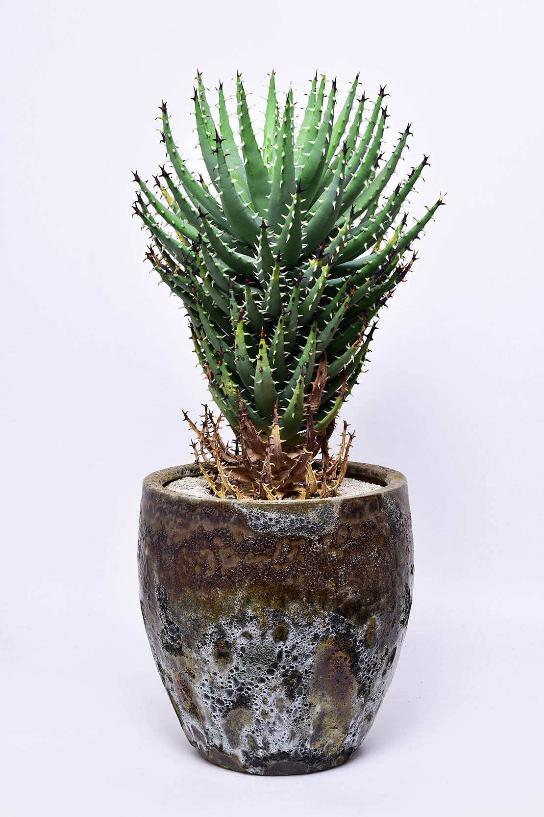 アロエ エリナケア | 叢 – くさむら – Qusamura