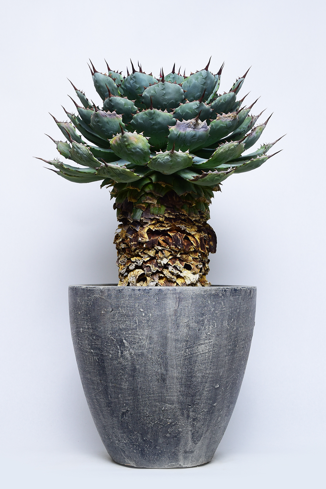 アガベ 吉祥冠錦 | 叢 – くさむら – Qusamura