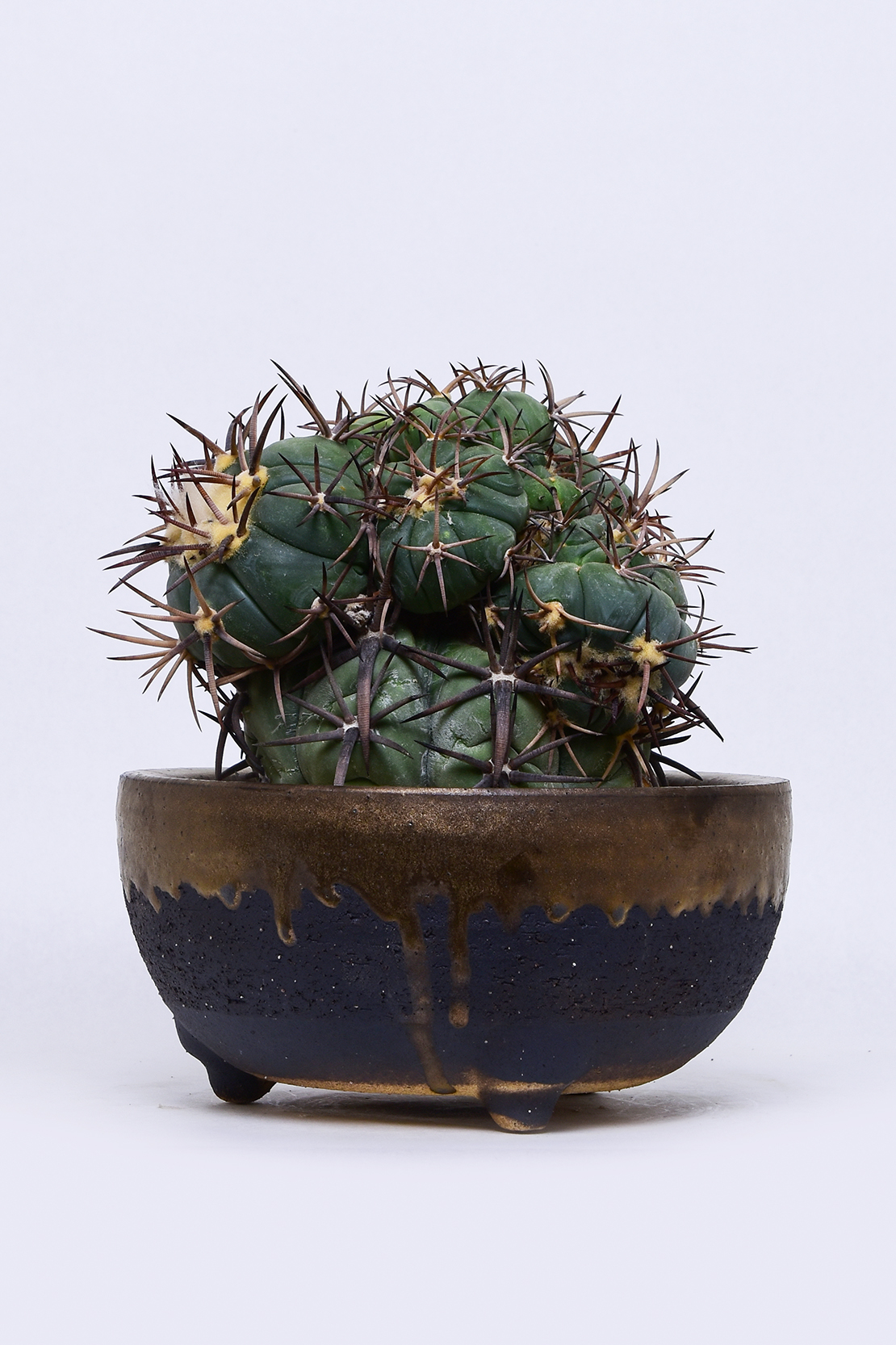 エキノカクタス 雷帝 | 叢 – くさむら – Qusamura