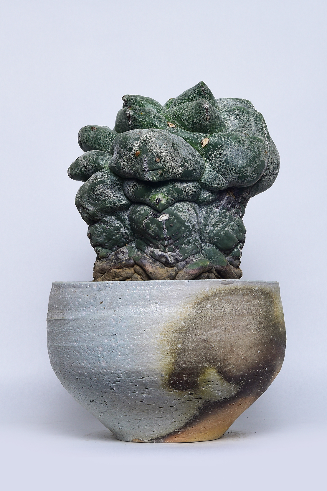 アストロフィツム 鸞鳳玉ストロンギロゴナムモンストローサ | 叢