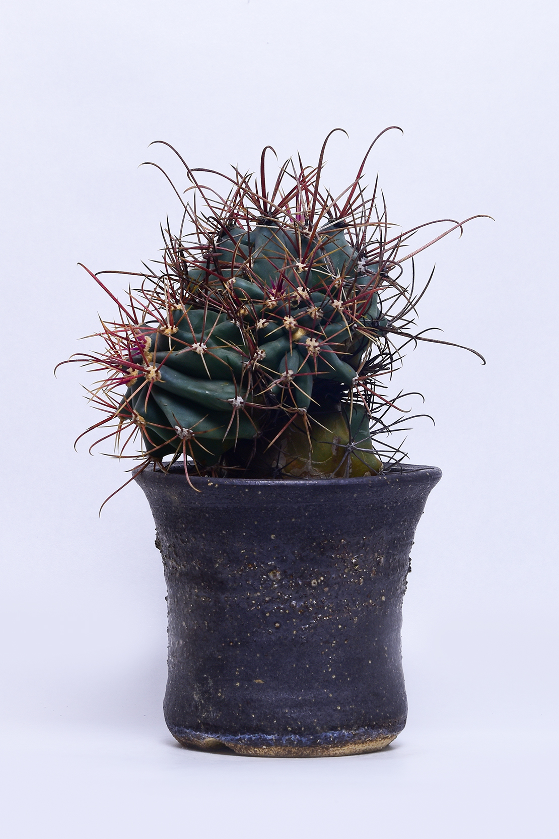 フェロカクタス 偉冠竜 | 叢 – くさむら – Qusamura