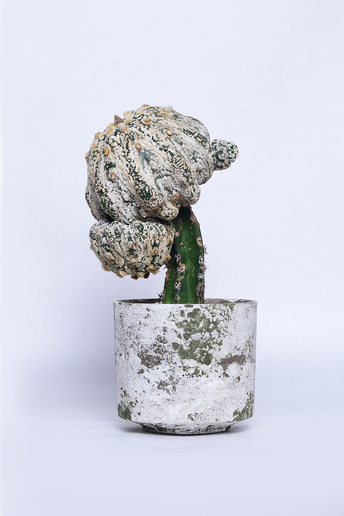 アストロフィツム スーパー兜丸 ヒトデ型 | 叢 – くさむら – Qusamura