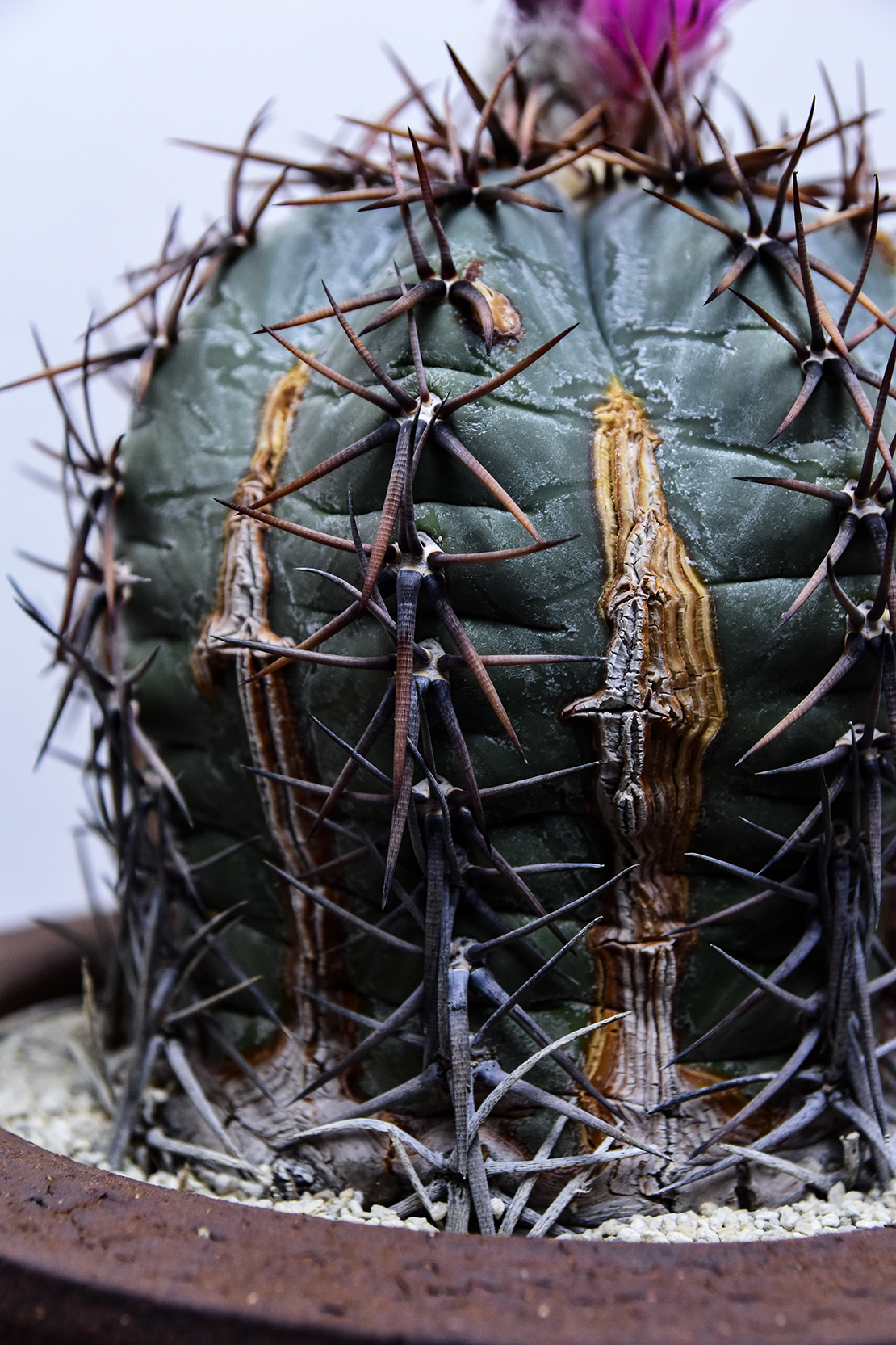 エキノカクタス 雷帝 | 叢 – くさむら – Qusamura