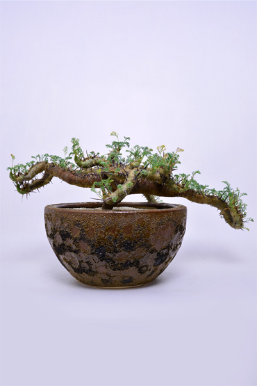 サルコカウロン ヘレー | 叢 – くさむら – Qusamura