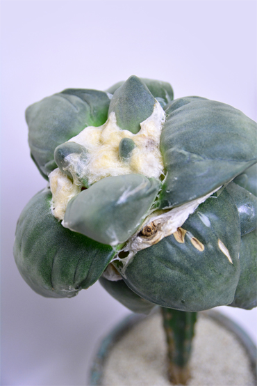 アリオカルプス 大疣怒濤花牡丹 | 叢 – くさむら – Qusamura